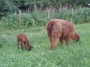 Wooly-Lamas